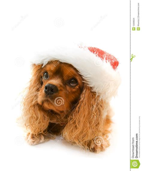 Cute Dog In Santa Hat Stock Photo Image Of Isolated 12208554