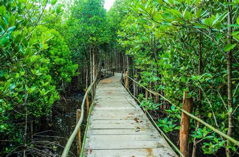 Pesona Wisata Alam Hutan Mangrove Wonorejo Di Timur Surabaya