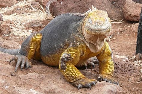 10 Coolest Lizards In The World - 10 Most Today | Lizard ...