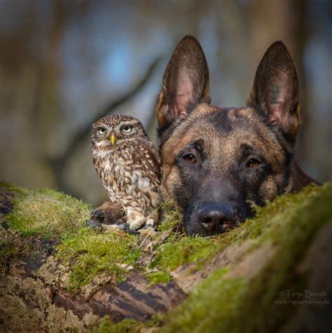 Dog And Owl Are Best Friends Photos News Hngn Headlines
