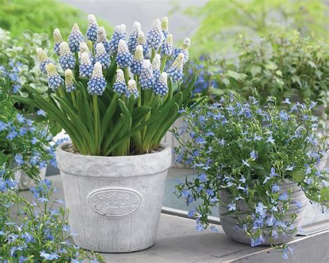 Add Zing To Your Spring 10 Bulbs To Buy And Plant Now Our Place