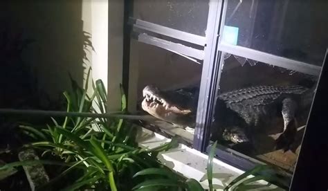 Gator Invader 11 Foot Alligator Breaks Into Florida Womans Home