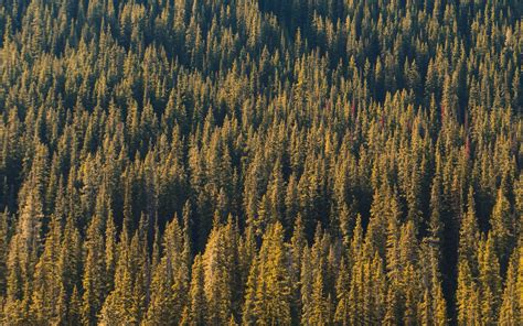 Download Wallpaper 1680x1050 Forest Aerial View Trees Pines