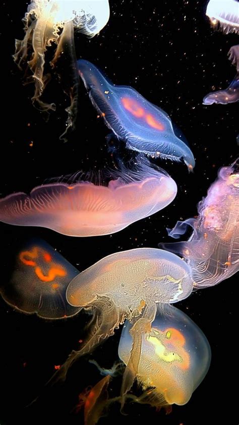 Beauty Rendezvous — Jellyfish By Joe Pintura De Medusas Criaturas