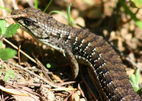 Northern Alligator Lizard Information And Care Reptile Range