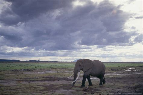 Elephant Walking Under Cloudy Skies Elephant Elephant Walk Gentle Giant