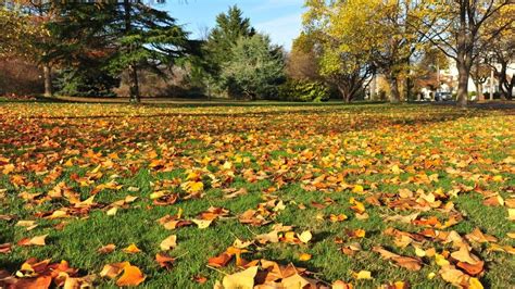 3 Important Fall Lawn Maintenance Tips For A Beautiful Yard This Autumn