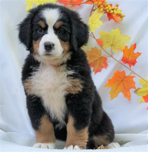 akc registered bernese mountain dog  sale millersburg  female ac puppies llc