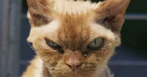 Cat Giving The Stink Eye Cats And Other Animals Pinterest Cat And