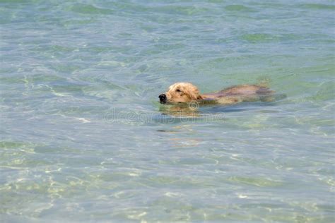 Adorable Dog Swimming In The Sea Water Stock Photo Image Of Journey
