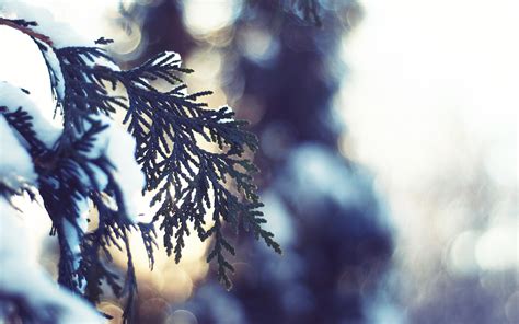 Wallpaper Sunlight Leaves Depth Of Field Nature Reflection Snow