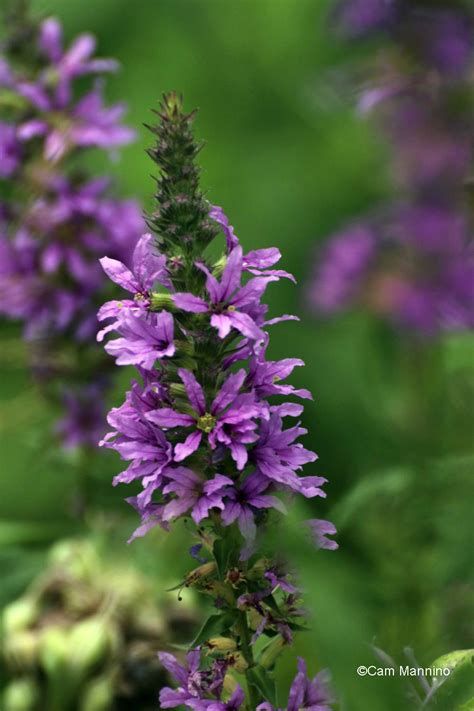 Annual weeds are plants that grow from seeds that are jp: Tall Bellflower | Natural Areas Notebook