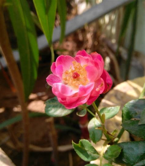 Beautiful Pink Rose Flower Blooming In Branches Of Plant Growing In