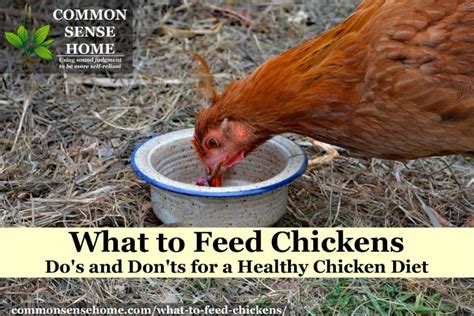 What To Feed Chickens Dos And Donts For A Healthy Chicken Diet 2022