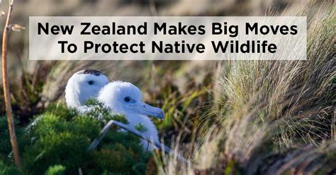 Island Conservation New Zealand Takes World Leadership Role To Reduce