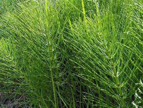 It looks like mini bamboo but without the leaves. Horsetail for Skin, the Anti-Aging Fern