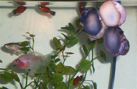 Unless you've got something like a 110 gallon. Moonrose Meanderings by Elizabeth Munroz: Marauding Mollusks
