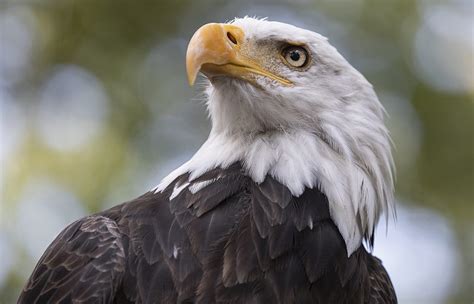Nine Bald Eagle Facts That May Surprise You Eagle Wing Tours
