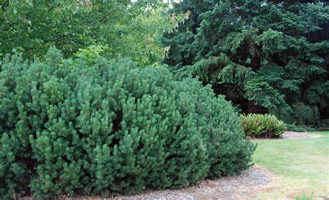 Pinus Mugo Landscape Plants Oregon State University