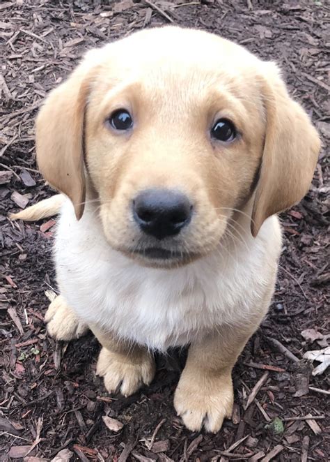 English lab puppies winter valley labs. Labrador Retriever Puppies For Sale | Chesterfield, MI #311614