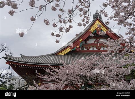 Cherry Blossom Festival In Asakusa Jinja Temple In Asakusa Tokyo Japan Stock Photo Alamy