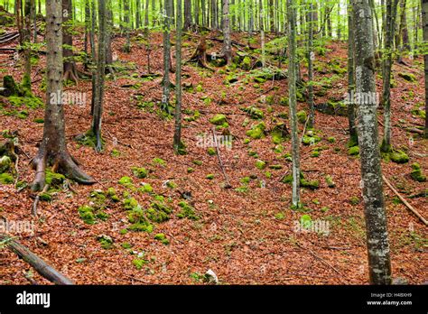 Forest Soil Hi Res Stock Photography And Images Alamy