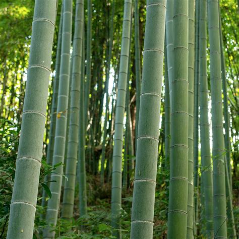Edible Bamboo Plants For Sale