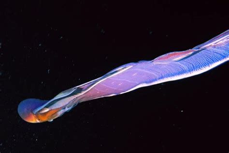 Rare Rainbow Colored Blanket Octopus Caught On Divers Camera In