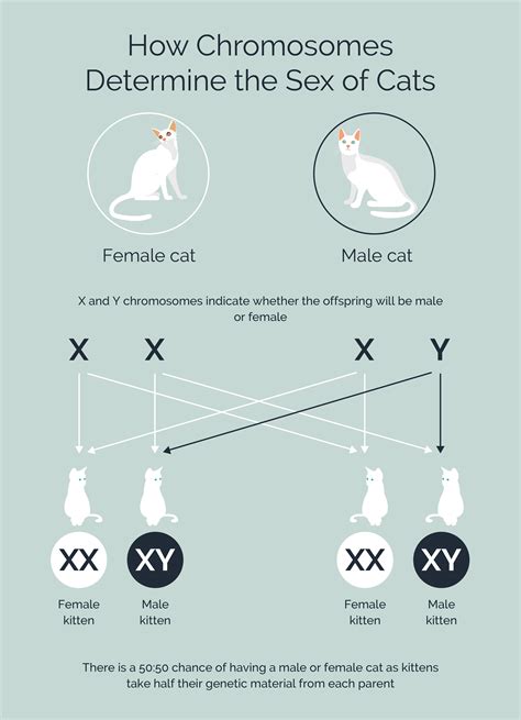Cat Coat Genetics 101—explaining The Essentials Hepper