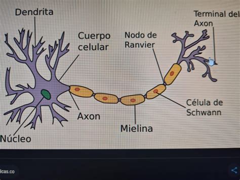 Cuales Son Las Partes De Una Neurona Brainlylat
