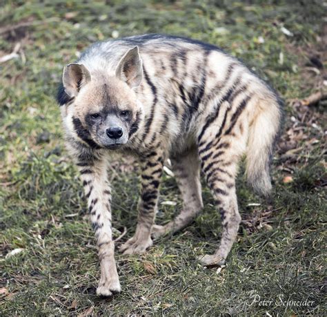 Striped Hyena By Phototubby On Deviantart
