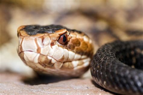 Facts About Water Moccasin Cottonmouth Snakes Live Science