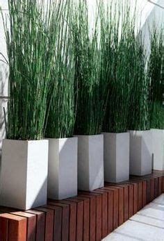 Interested in tall ornamental grasses for screening plants for privacy? Si no me deja plantar mi hiedra.... | Balcony planters ...