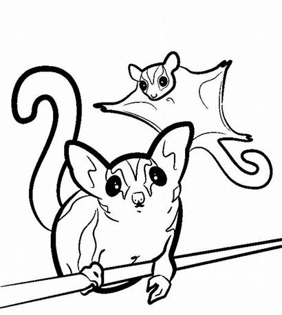 Glider Sugar Coloring Pages Gliders Svg Animal