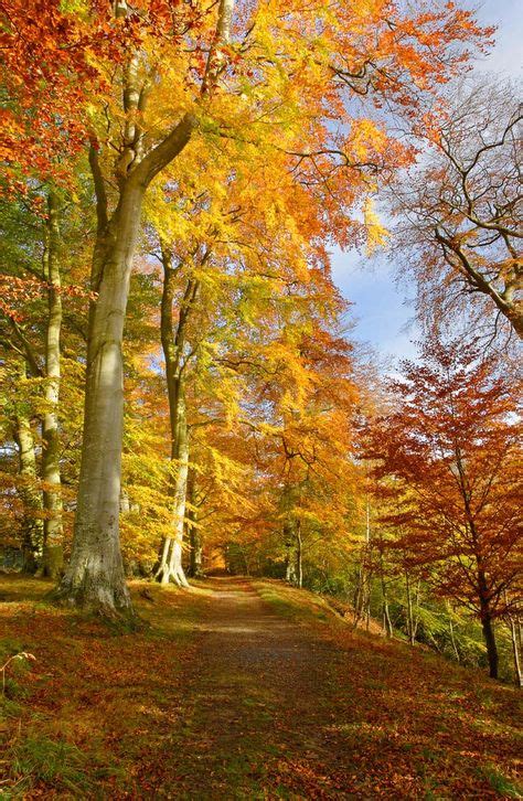 19 Autumn In Northumberland Ideas Northumberland Beautiful Autumn