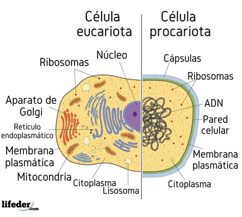 Célula Eucariota Características Partes Funciones Tipos 2024