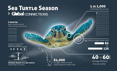 Its Sea Turtle Season Infographic Sea Shells Beach Club Blog