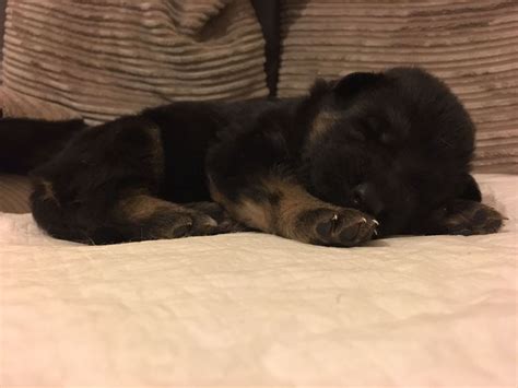 Flagstaff az german shepherd dog meet shiloh a pet for adoption. German Shepherd Puppies For Sale | Phoenix, AZ #190848