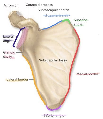 Lecture 11 Anatomy Of The Shoulder Joint Clavicle And Ac Joints