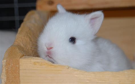 Netherland Dwarf Albino Bunny Rabbit Cute Baby Bunnies Netherland