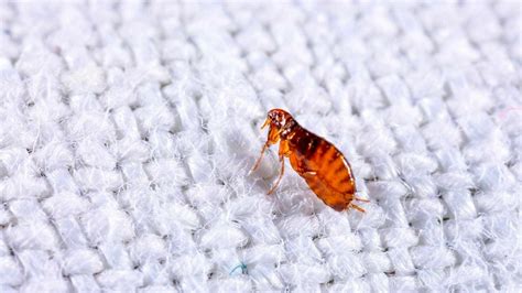 How To Get Rid Of Fleas In Your Carpet — Full Guide