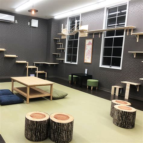 The site owner hides the web page description. 猫カフェ 猫喫茶 空陸家 相模原店 | 子供とお出かけ情報 ...