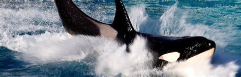 Killer Whales In Captivity Killer Whale Facts And Information