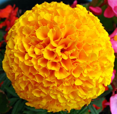 Fileyellow French Marigold Flower