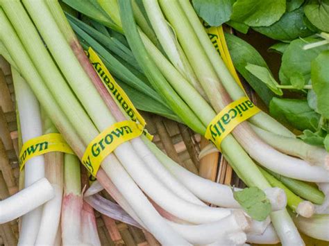 Fresh Primer Green Garlic And Garlic Scapes Lunacafe