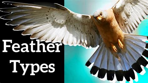Types Of Bird Feathers Use Shape To Identify Feathers Youtube