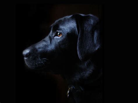 Black Lab Puppy Wallpapers Wallpaper Cave