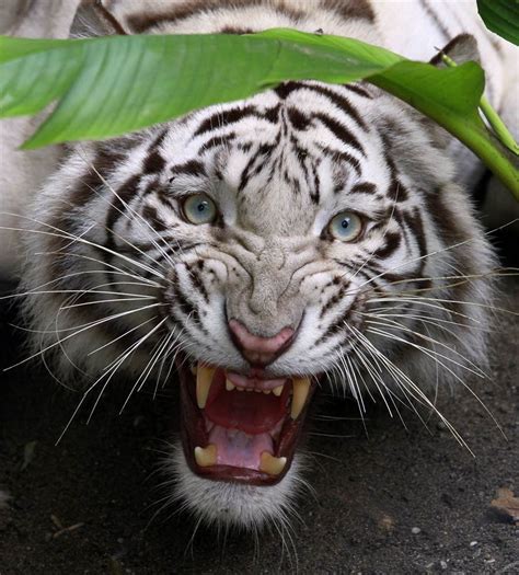 Белый тигр: sergey_verevkin — LiveJournal