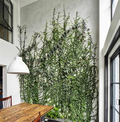 5 Gorgeous Indoor Vines To Grow In Your Home