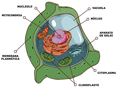Estructura Interna Y Partes De La Clula Eucariota